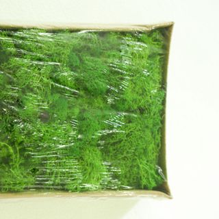 Hộp rêu nhân tạo - R007 600g