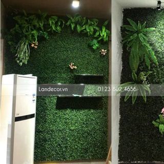cỏ tai chuột - HC269