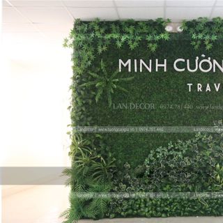 cỏ tai chuột - HC269
