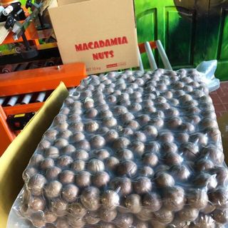 Hạt Macca Úc Nứt Vỏ Cao Cấp Hali Nuts bao 10kg