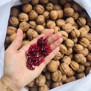 ÓC CHÓ ĐỎ MỸ CAO CẤP CÒN VỎ HALI NUTS bao 25kg giá sỉ