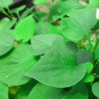 BỘT DIẾP CÁ
