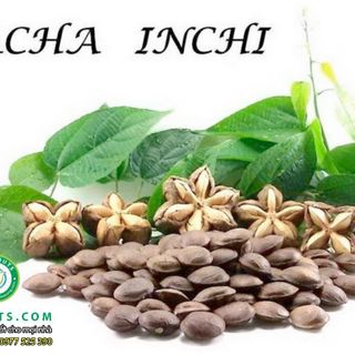 HẠT SACHI RANG MUỐI CAO CẤP HALI NUTS