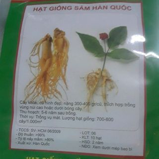Hạt giống nhân sâm Hàn Quốc