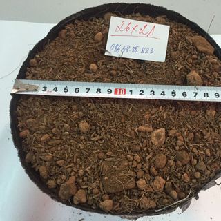 Túi bầu ươm cây bằng nhựa dẻo Bịch bầu cây 26x21 28x25 30x28 36x30