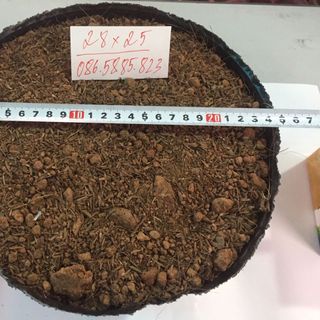 Túi bầu ươm cây bằng nhựa dẻo Bịch bầu cây 26x21 28x25 30x28 36x30
