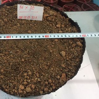 Túi bầu ươm cây bằng nhựa dẻo Bịch bầu cây 26x21 28x25 30x28 36x30