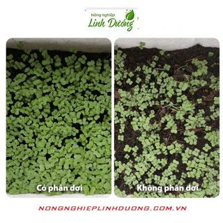 Phân dơi Bat Guano indonesia