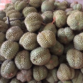 Sầu riêng 9 hoá Sữa hạt lép