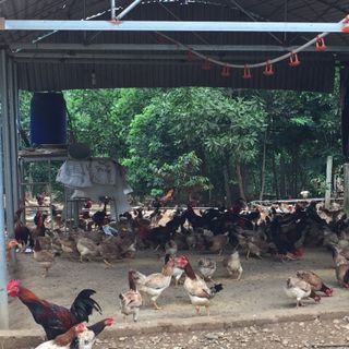 Gà Ta Mía chắc thịt thơm ngon Làm cỗ thờ cúng bày đĩa đẹp mắt 83000/kgbán xôgà mái 78000/1kg Gà trống 90000/1kg