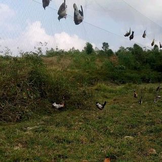 lưới bẫy chim 20m