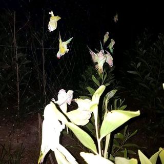 lưới bẫy chim 20m
