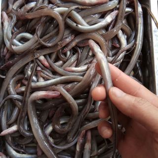 Cá sụn sịnh tươi