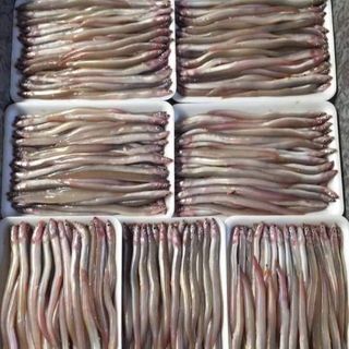 Cá sụn sịnh tươi