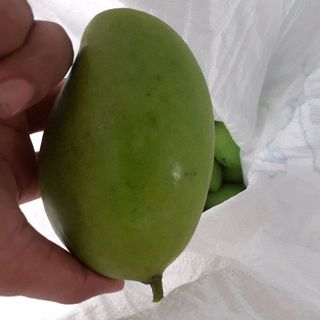 xoài trái vụ