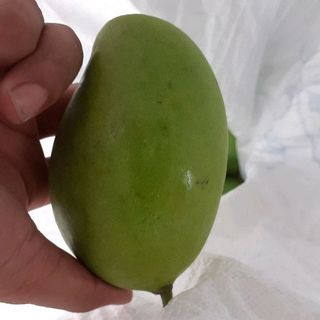xoài trái vụ