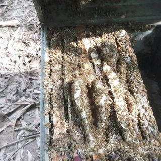 Mât ong nguyên chất hoa cà phê và hoa nhãn