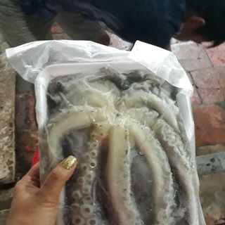 Bạch tuộc lớn