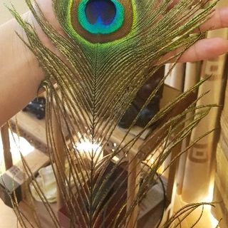 lông công phong thủy