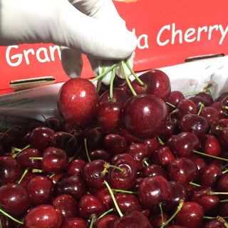 Cherry Canada giá sỉ​ giá bán buôn rẻ nhất Sài Gòn