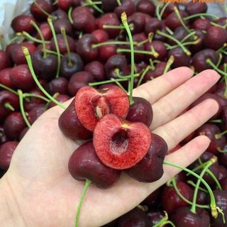 Cherry Canada giá sỉ​ giá bán buôn rẻ nhất Sài Gòn