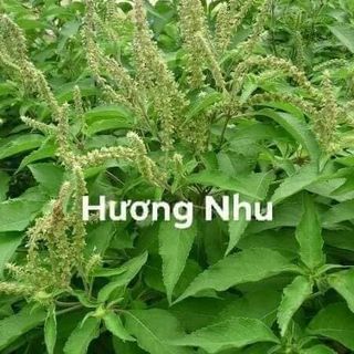Tinh Dầu Trị Sâu Răng- Hôi Miệng- Viêm họng -Viêm Amidam