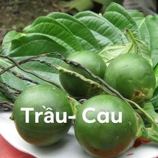 Tinh Dầu Trị Sâu Răng- Hôi Miệng- Viêm họng -Viêm Amidam