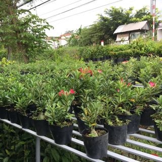 Chậu nhựa đen C6