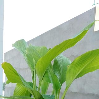 Chậu nhựa đen C6