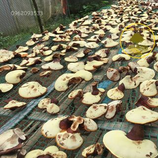 Nấm linh chi nguyên tai - Trại nấm Tiến Farm