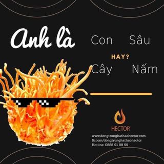HECTOR ĐÔNG TRÙNG HẠ THẢO COLLAGEN VÀ SÂM