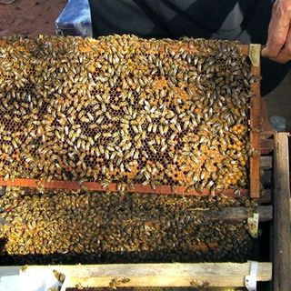Mật ong cà phê BUÔN MA THUỘT