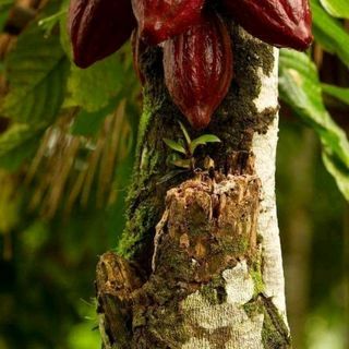 cacao giá sỉ
