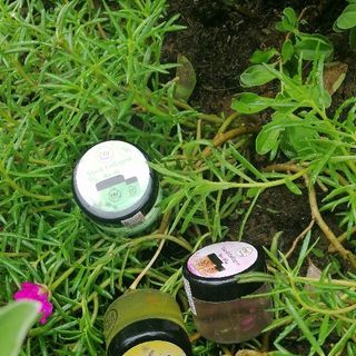 Mask Yến Colagen DM