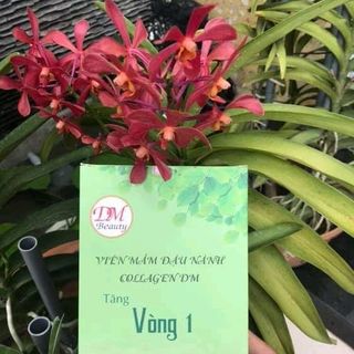 Mầm Đậu Nành Colageb DM