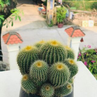 Xương rồng vàng bụi lớn