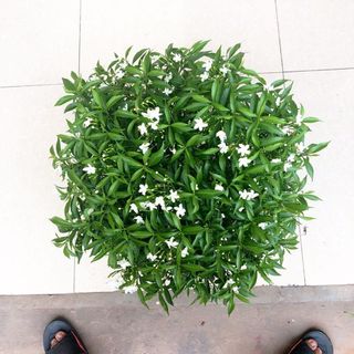 Cây mai chiếu thủy