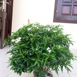 Cây mai chiếu thủy