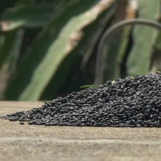 Gói 100gram -hạt thanh long trồng cỏ nền cây may mắn