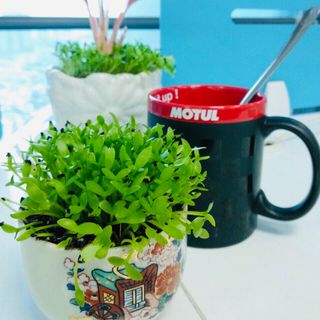 Gói 100gram -hạt thanh long trồng cỏ nền cây may mắn
