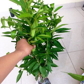 Cây vối