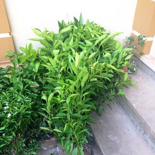 Cây vối
