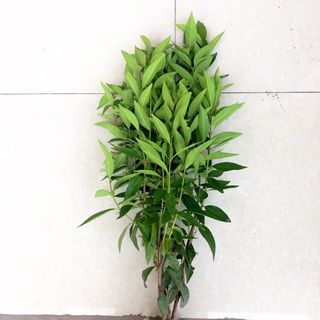 Cây vối