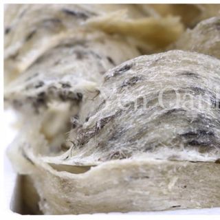 Yến sào Yến Oanh Thô còn lông giá sỉ