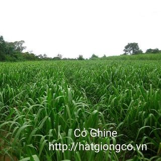 Hạt giống cỏ Ghine Mombasa