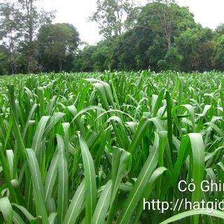 Hạt giống cỏ Ghine Mombasa