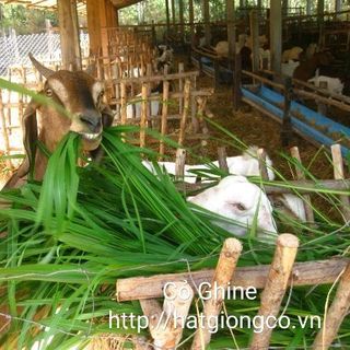 Hạt giống cỏ Ghine Mombasa