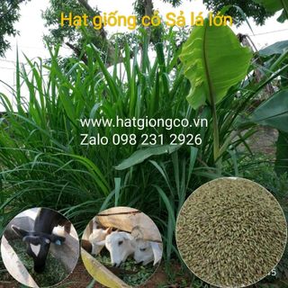 Hạt giống cỏ Ghine Mombasa