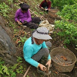 Tinh bột nghệ Bắc Kạn 500gr