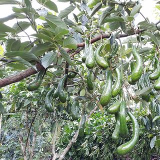 thăm quan vườn giống bơ 034 để cùng hái bơ 034 - và tận mắt tham quan tìm hiểu về giống bơ 034 dòng bơ số 1 việt nam